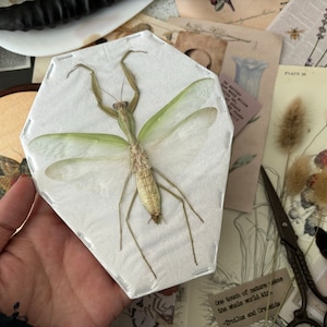 Giant shield mantis, Rhombodera Extensicollis, Real Mantis Spread Mantis, Entomology, Preying Mantis, Giant preying mantis, Real insect