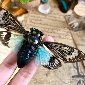 May include: A preserved cicada insect with brown and black wings, a black body, and blue and white accents. The insect is held by a finger.