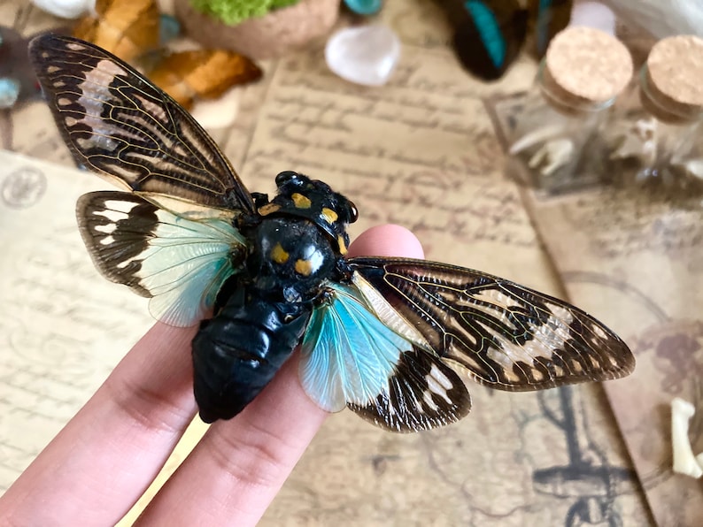 May include: A preserved cicada insect with brown and black wings, a black body, and blue and white accents. The insect is held by a finger.
