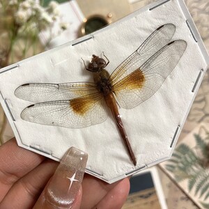 Coral-tailed cloudwing Dragonfly, Tholymis tillarga, Real Dragonfly, Spread and ready for your projects, Insect, Taxidermy, Insect art image 3