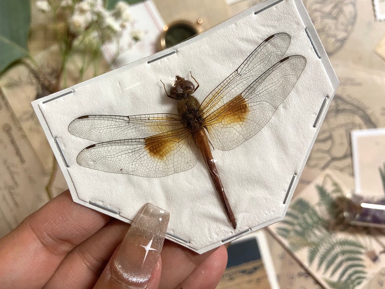 Coral-tailed cloudwing Dragonfly, Tholymis tillarga, Real Dragonfly, Spread and ready for your projects, Insect, Taxidermy, Insect art image 3