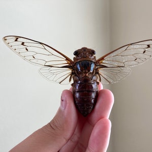 Cicada sp Spread, Real cicada, Clear wing Cicada, Indonesia, Entomology, Spread and ready for your projects