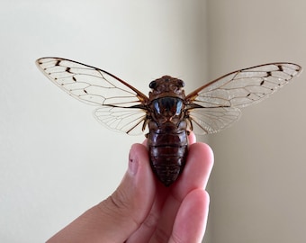 Cicada sp. Propagación, Cigarra real, Cigarra de alas transparentes, Indonesia, Entomología, Propagación y lista para tus proyectos