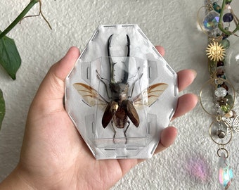 Cyclommatus metallifer finae Peleng Is. +60~+65mm Long jaw Beetle Cyclommatus metallifer finae Insects Specimen, Oddities, Collectible