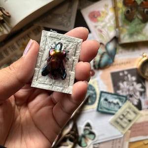 May include: A small, iridescent beetle is displayed in a white, textured frame. The beetle has a metallic green, blue, and purple color.