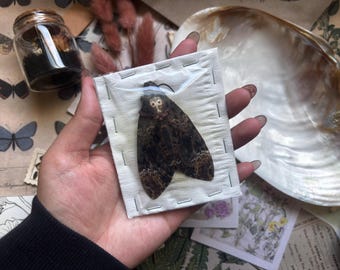 Death Head Moth,  Skull Moth Silence lambs Entomology Dead Insect Dried Butterfly, Moth, Taxidermy