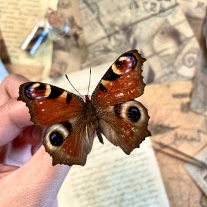 May include: A preserved peacock butterfly, showcasing detailed wing patterns in shades of brown, orange, and black, with prominent eye-like spots. The butterfly is set against a background of aged paper and vintage ephemera.