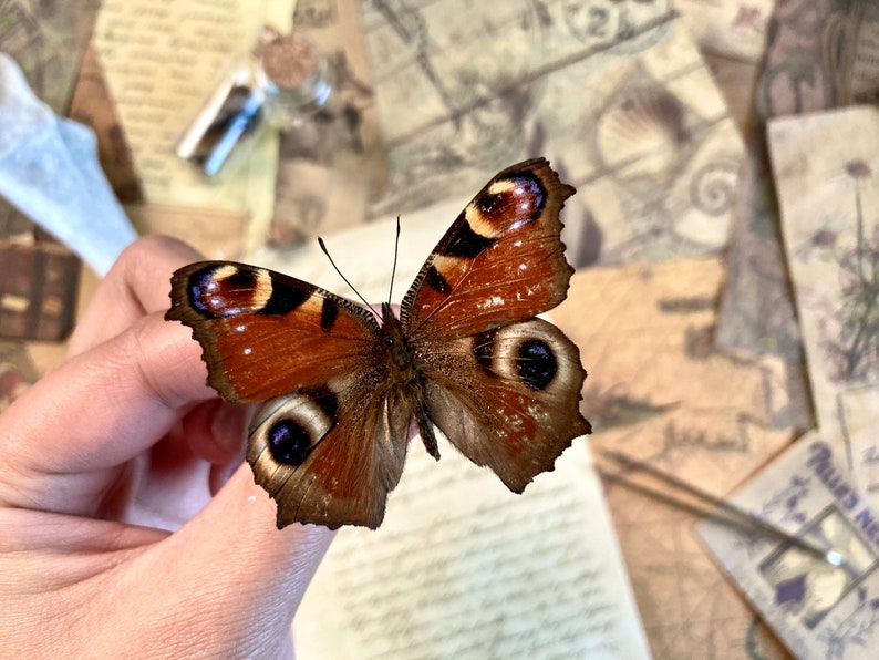 May include: A preserved peacock butterfly, showcasing detailed wing patterns in shades of brown, orange, and black, with prominent eye-like spots. The butterfly is set against a background of aged paper and vintage ephemera.