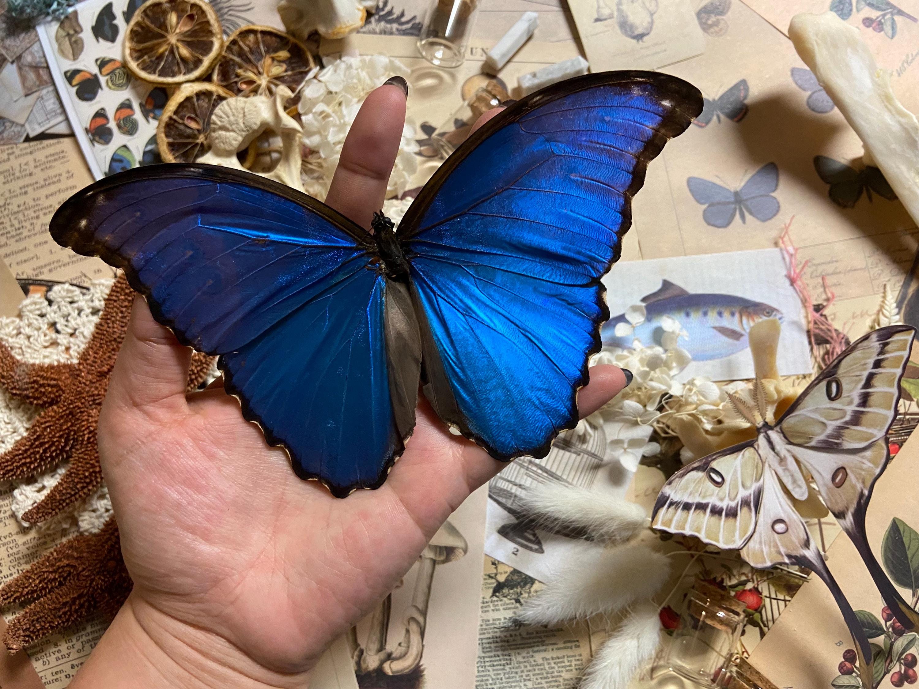 Morpho Didius, Blue Morpho, Real Butterflies, Peru, Giant Blue