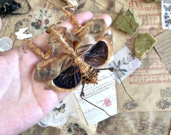 Deroplatys desiccata Spread, Leaf-mimic, Giant dead leaf mantis for artwork spead