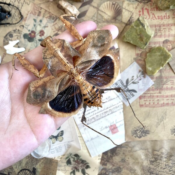 Deroplatys desiccata Spread, Leaf-mimic, Giant dead leaf mantis for artwork spead