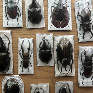 Vrais coléoptères XL (1,5-3 po.), Paquet de 3, Entomologie, Vrais insectes, Art d&#39;insectes, Littlelaurenarts, Mélange de coléoptères, Grand coléoptère