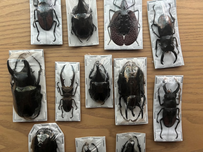 Puede incluir: Una colecci&oacute;n de diez espec&iacute;menes de escarabajos enmarcados, cada uno mostrando una especie diferente. Los escarabajos se exhiben sobre una superficie de madera clara.