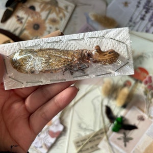 May include: A brown and white insect specimen pinned to a white card with a clear plastic cover. The insect has a long, slender body and delicate wings.