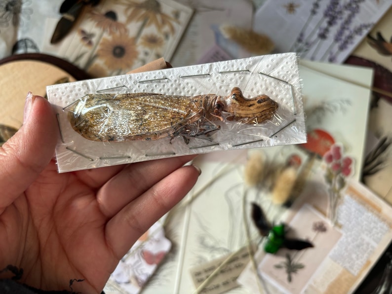 May include: A brown and white insect specimen pinned to a white card with a clear plastic cover. The insect has a long, slender body and delicate wings.