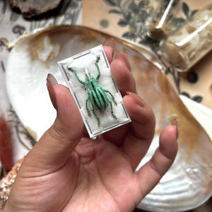 May include: A small, rectangular display case holding a green and black insect specimen. The insect is centered on a white background, with a detailed, striped pattern. The case is held in a hand, with a seashell and other natural elements in the background.