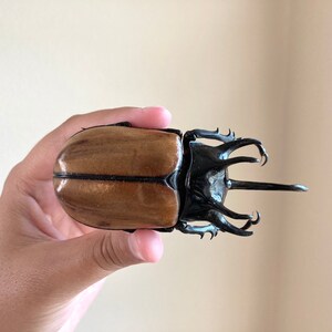 May include: A large brown and black beetle with a long horn. The beetle is being held in a hand.