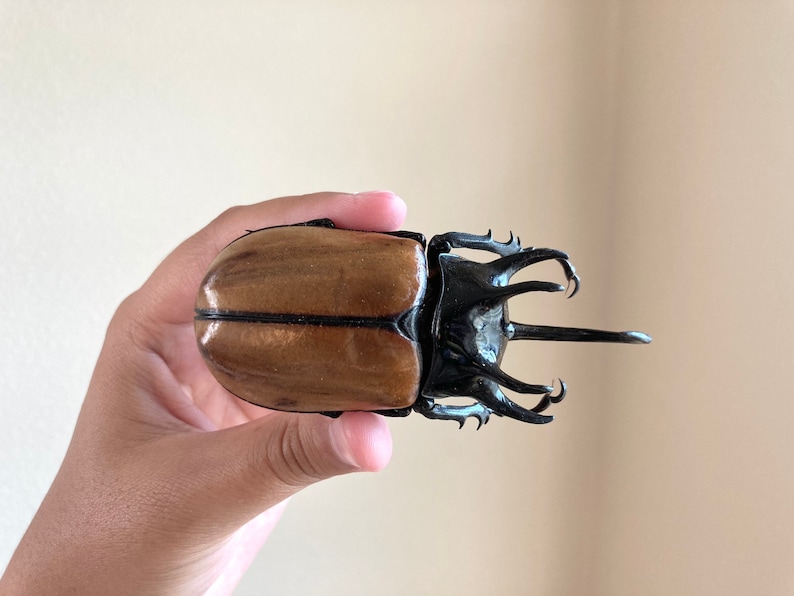 May include: A large brown and black beetle with a long horn. The beetle is being held in a hand.
