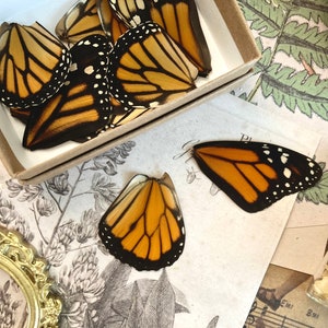 Lot of 12 and 20 Pack A1 Monarch Butterfly Wings, Pairs!