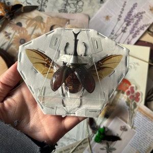 May include: A preserved beetle specimen displayed in a clear plastic case, mounted on a white hexagonal backing. The beetle has brown and tan wings and a dark body. The background includes vintage ephemera with floral and insect illustrations.
