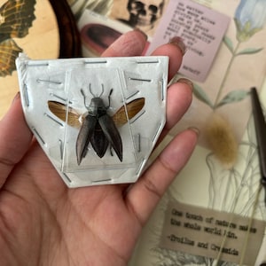 Spread metallic wood boring beetle, Chrysodema Elongata, Spread beetle, real insect, entomology, insect art, insect science, oddities