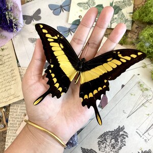 Papilio Thoas King Swallowtail Verso Yellow Black Butterfly Peru - Sweden