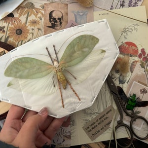 Wings Open Bush Cricket, Onomarchus Uninotatus, Giant Insect, Male, Real insect, Entomology, Insect art, Wings spread