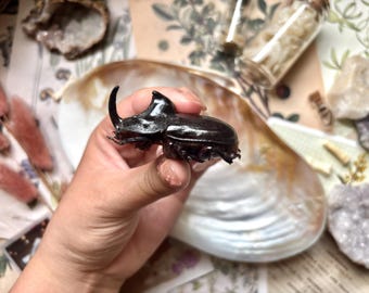 Escarabajo rinoceronte tailandés, Trichogomphus martabani, Insectos secos reales, Entomología, Escarabajo real, Curiosidad, Objeto curioso, Sin montar, Espécimen de escarabajo