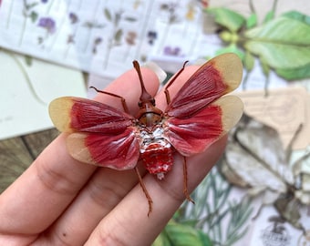 Blood Red Lanternfly, Pyrops hamdjahi (spread), Red Lanternfly, Entomology, Leaf hopper