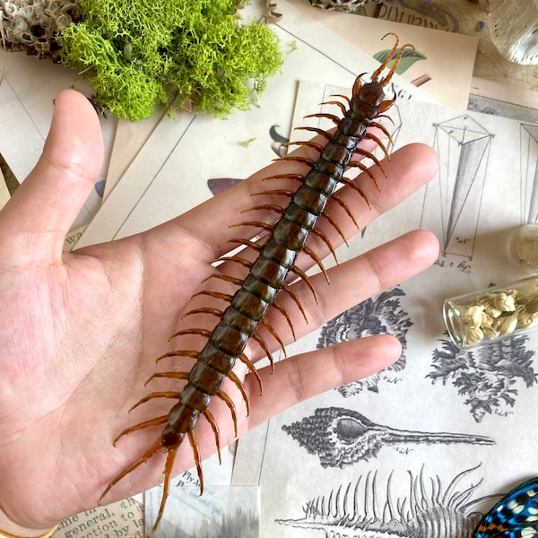 Scolopendra morsitans, Tanzanian blue ringleg, red-headed centipede, Real Centipede, Spread and Ready to Mount, Taxidermy, Curiosities