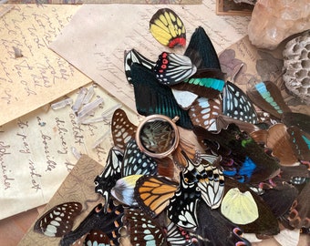 40 A GRADE Pieces Real Butterfly Wings Jewelry Making Supply, Curiosity Collection, Craft Supply, Curiosity Cabinet, Resin Jewelry Supplies