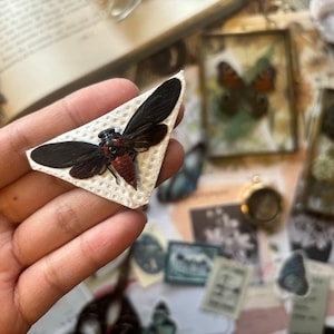 Huechys Sanguinea, black and scarlet cicada, real cicada, entomology, real insect, insect specimen, Malaysia