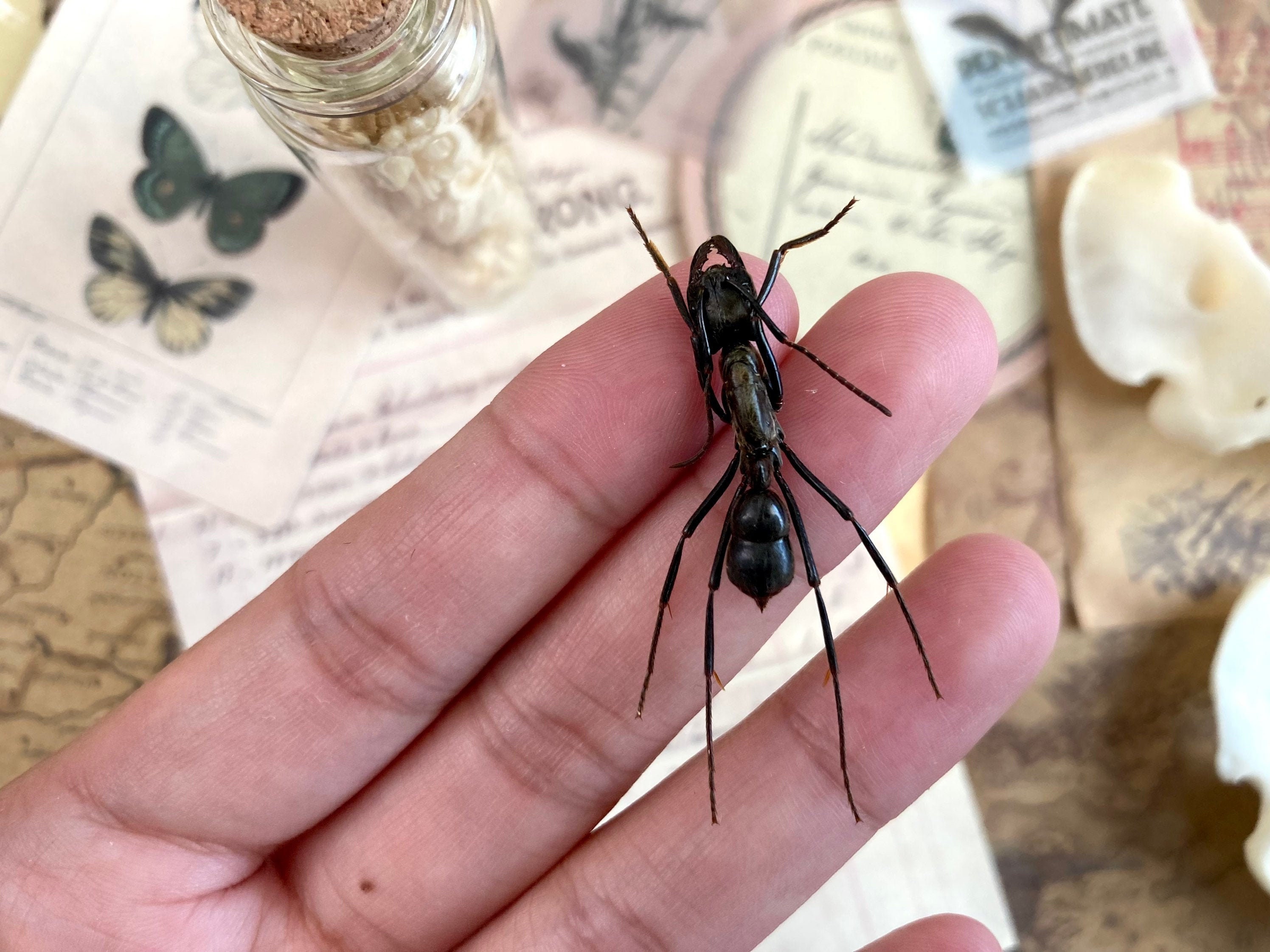 Unbelievable!  The Real Size Of Ants Revealed - y3wyvmm