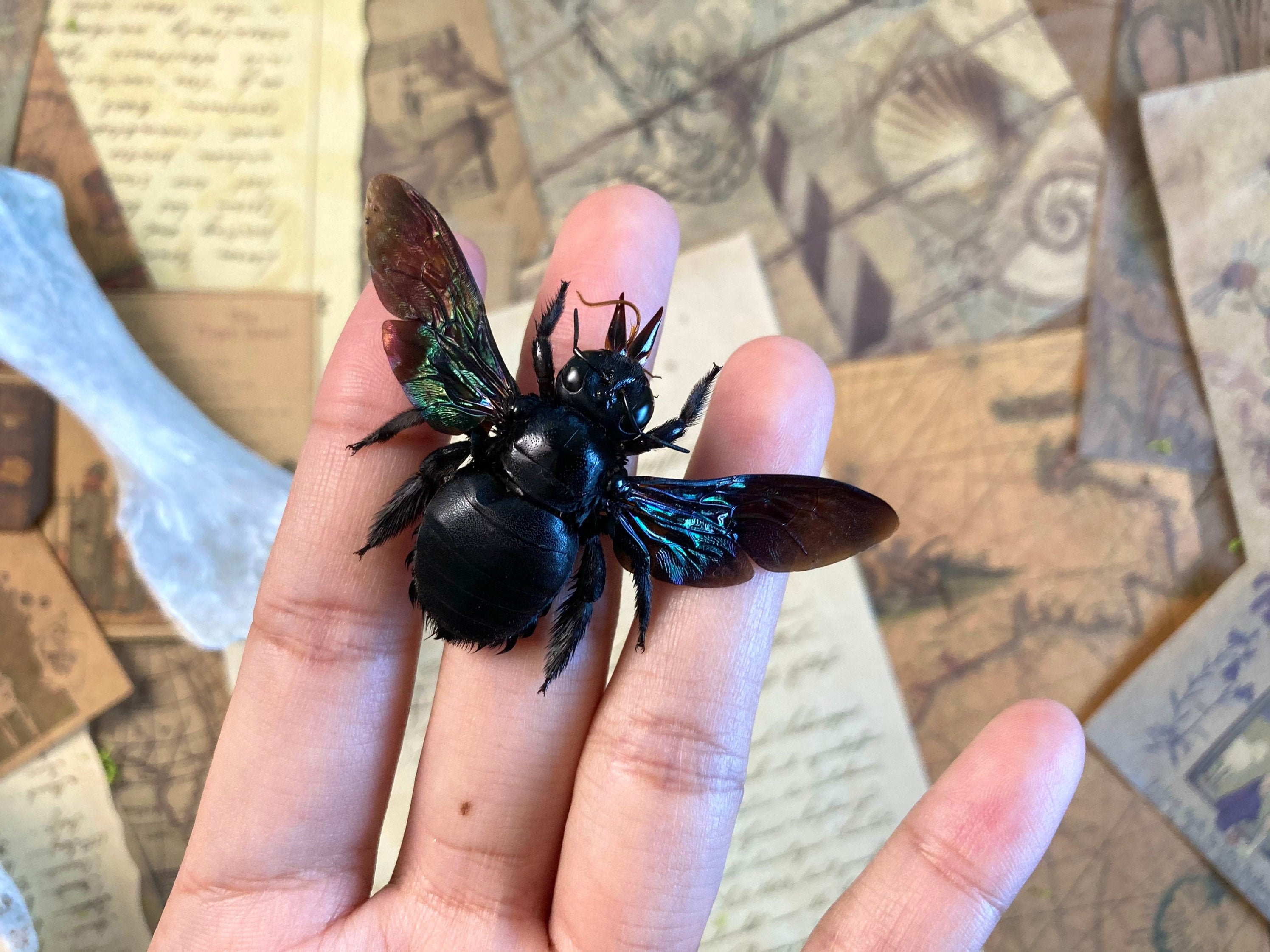 Carpenter Bee Size