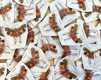 Wholesale 20 Penthicodes Atomaria ONE REAL red pink fulgorid, Mounted, Wings spread