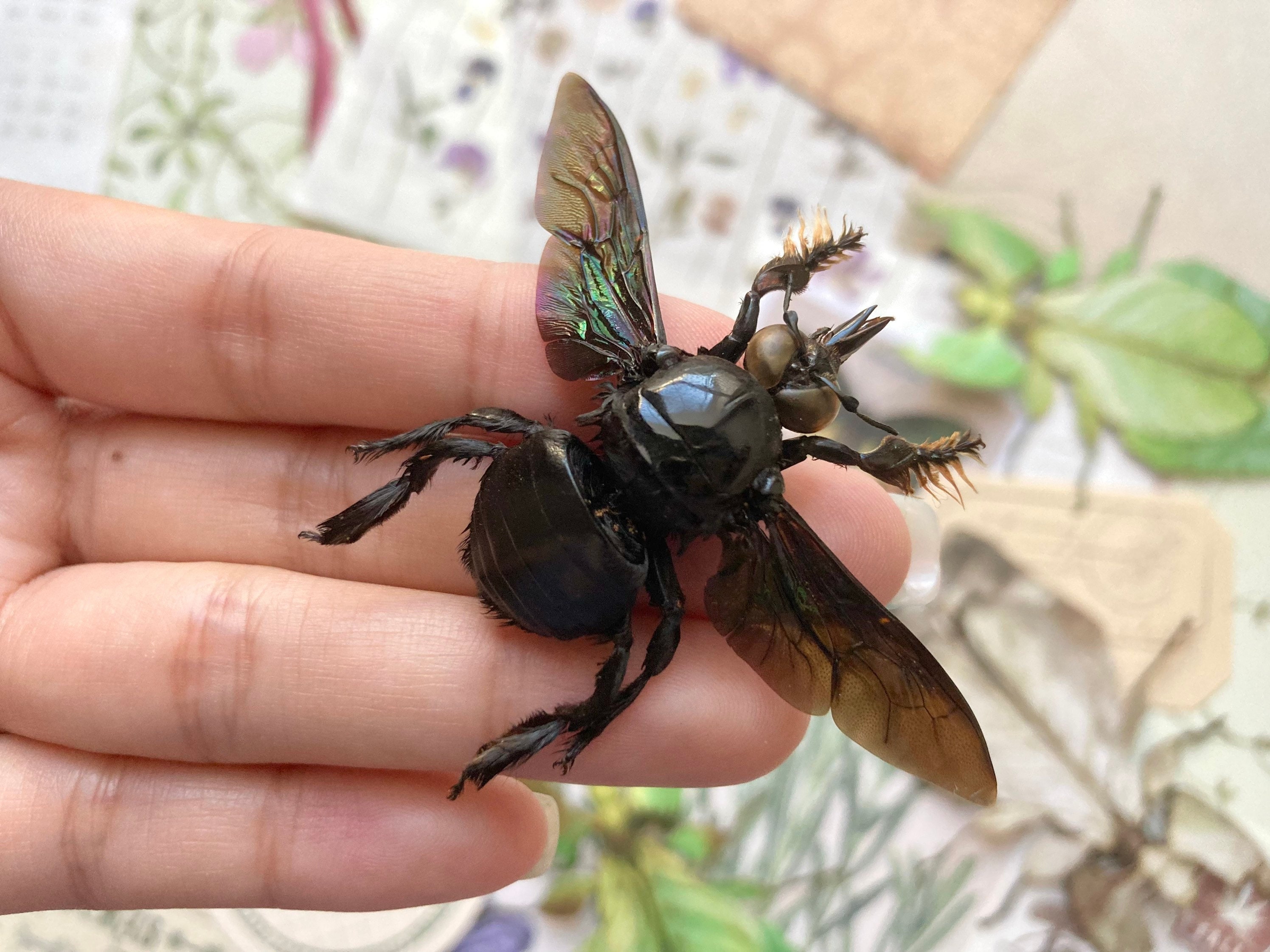 Male Tropical Carpenter Bee, Xylocopa Latipes, Black Bee, Bee