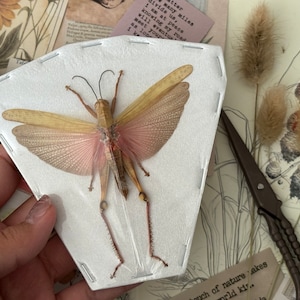 MALE Valanga Nigricornis, Green and pink spread, Real Grasshopper, Spread Grasshopper, Entomology, Insect, real insect, insect art