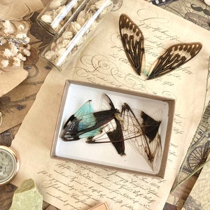 12-24 PACK Real Fairy Wings, Cicada Wings for Crafts, Real Insect Wings, Fairy wings, curiosity, Oddity