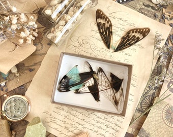 12-24 PACK Real Fairy Wings, Cicada Wings for Crafts, Real Insect Wings, Fairy wings, curiosity, Oddity