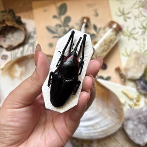 May include: A black beetle with a red head is displayed on a white paper. The beetle is held in a hand, with a blurred background of shells, crystals, and botanical illustrations. The beetle's body is highly detailed.