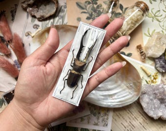 Large Cyclommatus metallifer finae Peleng Is. Long jaw Beetle Cyclommatus metallifer finae Insects Specimen, Oddities, Collectible