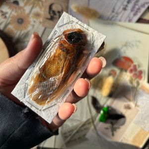 May include: A preserved cockroach specimen mounted on a white card with clear plastic covering. The cockroach is brown and has a dark head.