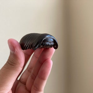 Real Giant Pill Millipede, Sphaeropoeus lugubris, Giant roly-poly, Entomology, Real giant Millipede