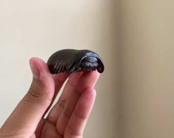 Real Giant Pill Millipede, Sphaeropoeus lugubris, Giant roly-poly, Entomology, Real giant Millipede