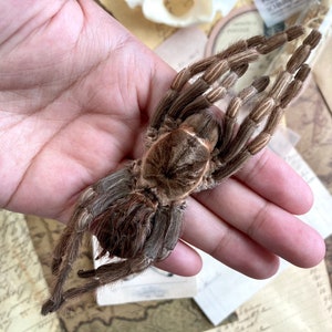 Acanthoscurria ferina, araña gigante devoradora de pájaros, arácnido, espécimen de araña, tarántula devoradora de pájaros oxidada, Perú, sin montar y empaquetada