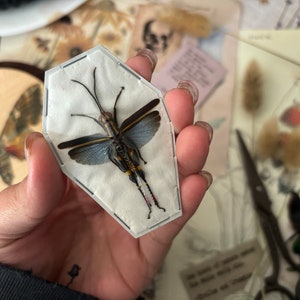 Blue wing grasshopper, Real insect, Insect art, Entomology, Real bug, Science, Spread grasshopper