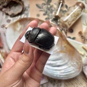 Dung Beetle Dried - Etsy