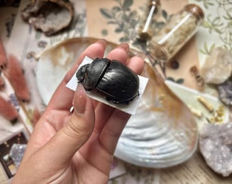 Escarabajo pelotero elefante, Heliocopris bucephalus, Insectos secos reales, Entomología, Escarabajo real, Ciencia de los insectos, Sin montar, Espécimen de escarabajo