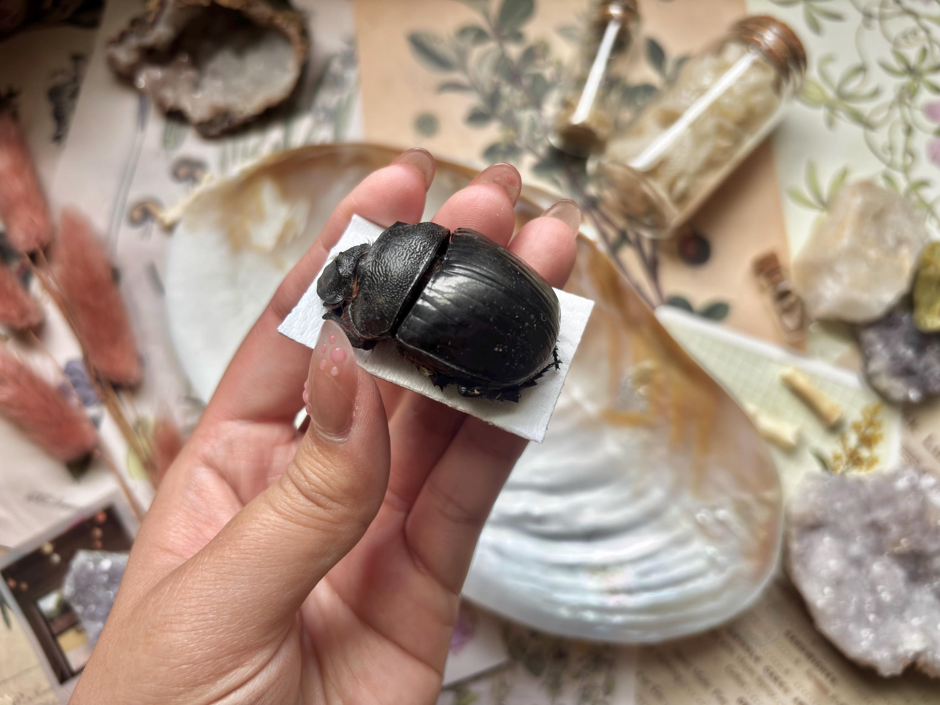 Dung Beetle Dried - Etsy