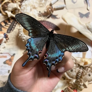 May include: A black butterfly with iridescent blue and green markings on its wings. The butterfly is held in a hand, with other butterfly-themed items in the background, creating a nature-inspired theme.